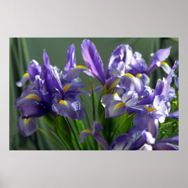 Flores Roxas Iris Poster (Frente)
