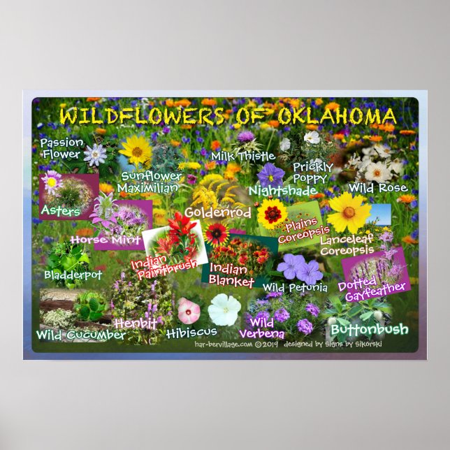 Flores selvagens de Oklahoma Poster 19v2 (Frente)