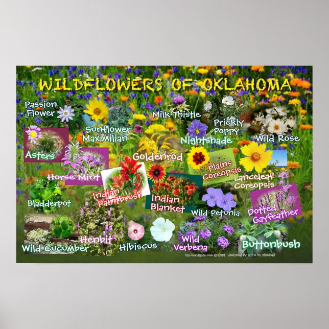 Flores selvagens de Oklahoma poster 19v60 (Frente)