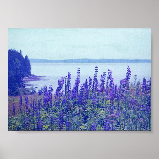 Flores selvagens Maine Lupine Poster (Frente)