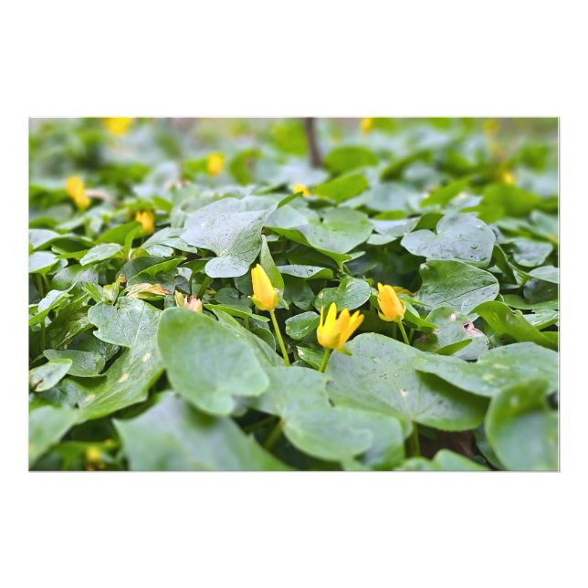 Flores Silvestres da Floresta – Fotografia Botânic (Frente)