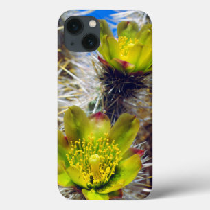 Flores Silvestres de Cacto Cholla Prateado