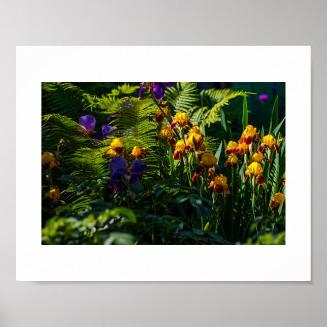 Flores Sunny Garden Iris Nature Poster (Frente)