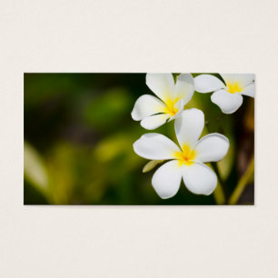 Flores tropicais brancas de frangipani