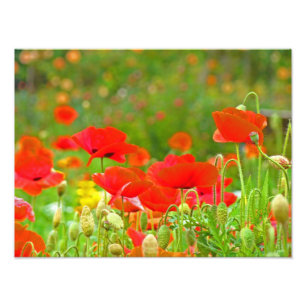 Flores Vermelhas Flores Fotografia de Belas Artes