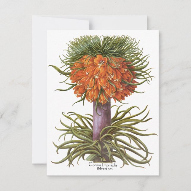 Flores Vintage de Fritillaria Laranja Basilius Bes (Frente)