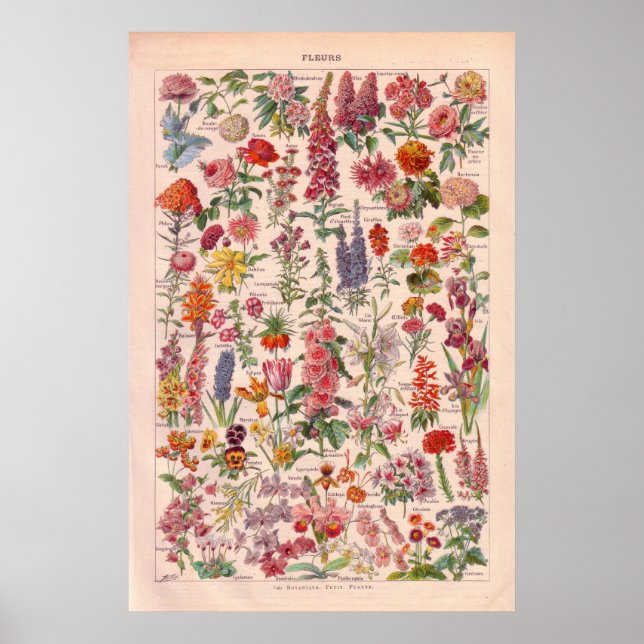 Flores Vintage poster 1920 (Frente)