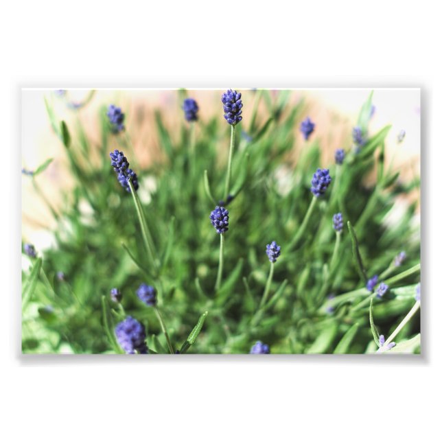 Flores Violetas - Impressão de Foto (Frente)