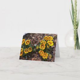 Flores vivas amarelas Gazania num cartão de nota d