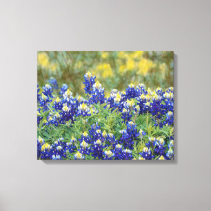 Flores Wild Texas Bluebonnet Canvas