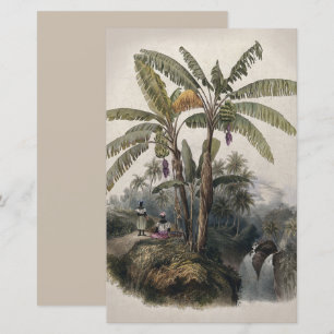 Floresta Antiga de Bananeiras Tropicais   Bota Vin