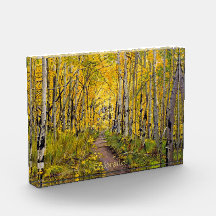 Floresta de Árvores Aspen