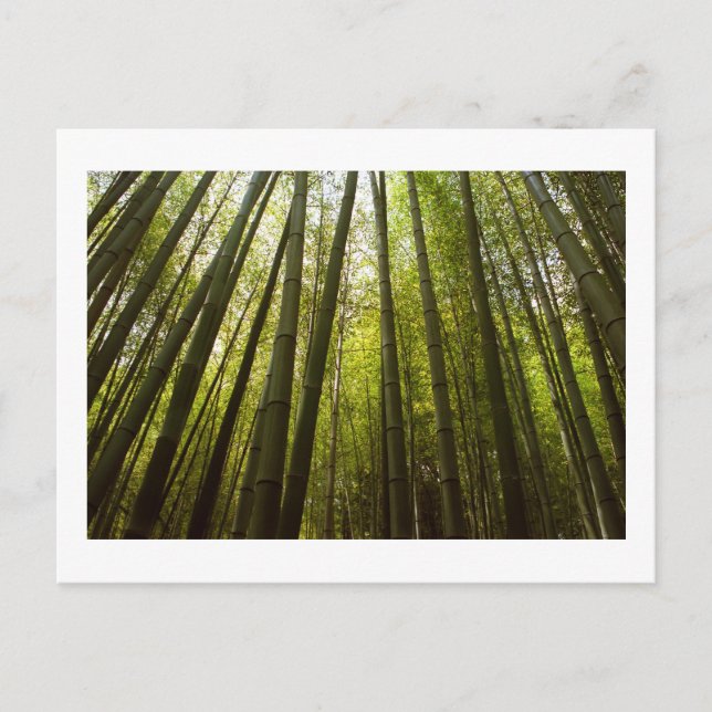 Floresta de Bambu de Sagano, Cartão Postal de Quio (Frente)