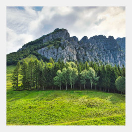Floresta de montanha com pinheiros na Itália norte