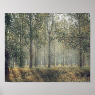 Floresta de Poster