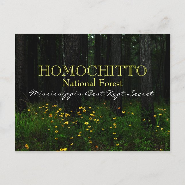 Floresta Nacional de Homochitto - cartão postal do (Frente)