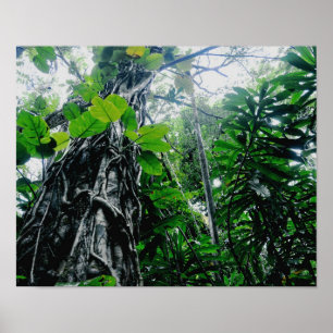 Floresta tropical no Paraíso Impressão