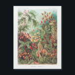 Floresta Tropical Vintage Antique Natural Flores<br><div class="desc">Este cartão magnético apresenta 'Muscinae - Laubmoose' por A. Giltsch,  do Kunstformen der Nature de 1904 (Formulários de Arte na Natureza),  de Ernst Haeckel.  Para algo mais como isto,  e uma grande variedade de outros produtos,  visite nossa loja.</div>