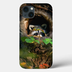 Florestas   Raccoon Peeking