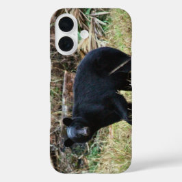 Florida Black Bear