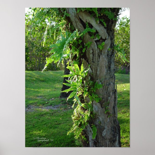 Flórida ferns Palm Poster ou Impressão (Frente)