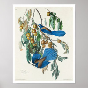 Florida Jay por Audubon Poster