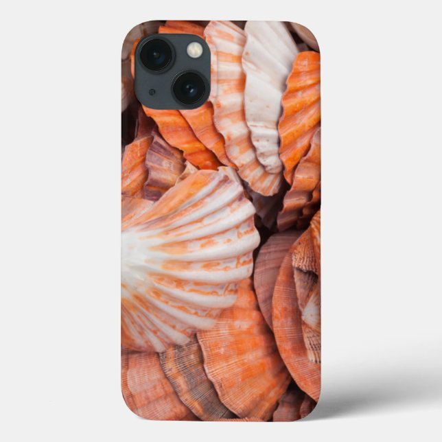 Florida Keys, Key West, conchas (Verso)