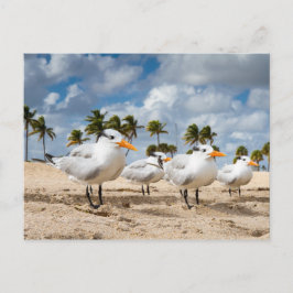 Flórida - Quatro Terns em um cartão postal de prai