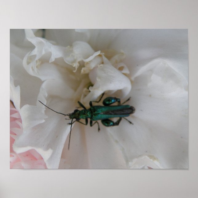Flower Beetle Impressão (Frente)