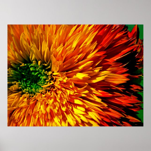 Flower Fireworks Poster (Frente)
