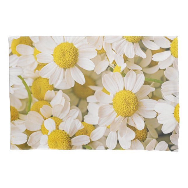 Flowers | Bunch of Chamomiles (Frente)