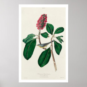 Flycatcher de Bonaparte por Poster de Audubon