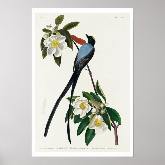 Flycatcher de cauda-seca por Poster de Audubon (Frente)