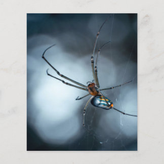 Flyer Amantes de aranha| Aranha Beleza Com Webs
