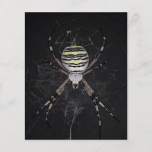 Flyer Aranha Ouro de Jardim  Presente de Amantes de Aran