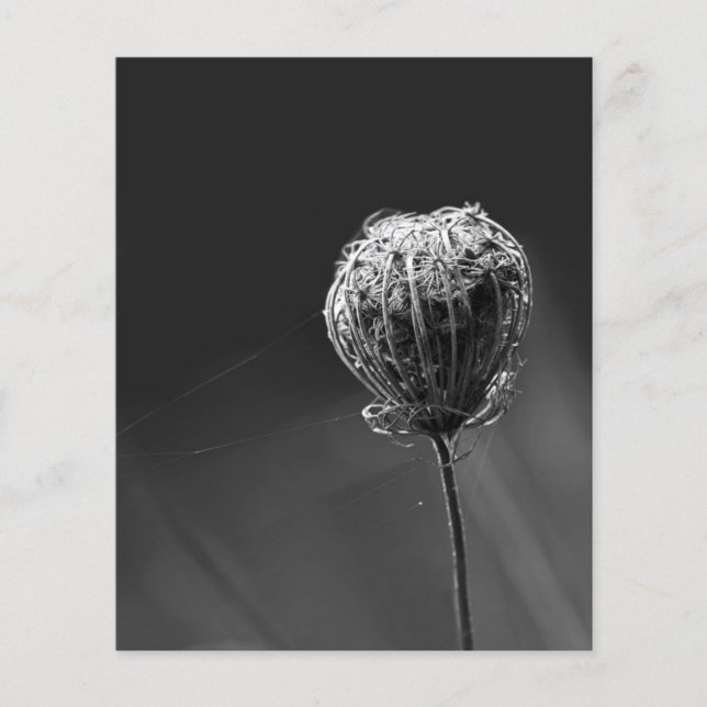 Flyer Aranhas Com Flor Silvestre | Corresponder Amantes  (Frente)