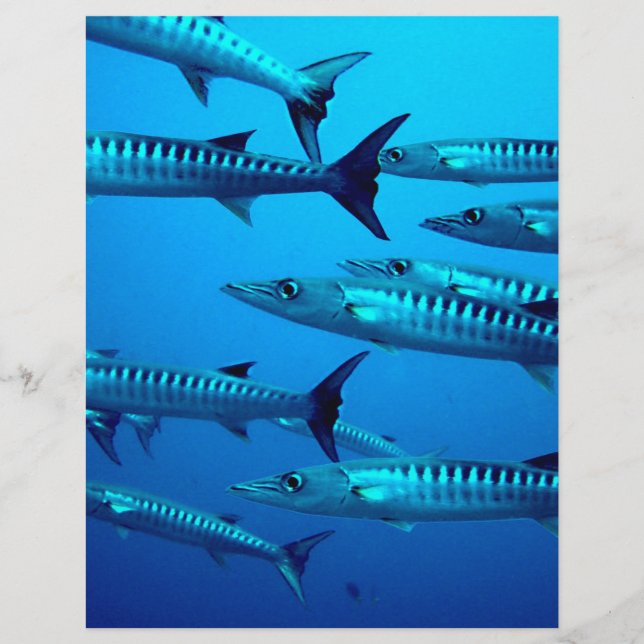 Flyer barracuda mergulho mar profundo água oceano tropic (Frente)