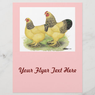 Flyer Brahma Buff Pair