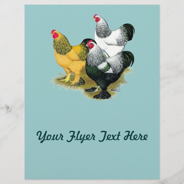 Flyer Brahmas Three Roosters (Frente)