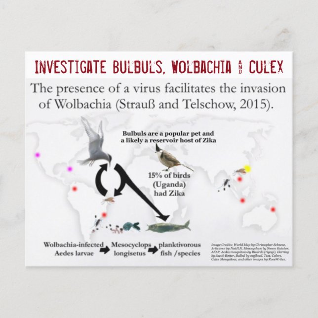 Flyer Bulbuls, Wolbachia & Culex (frente e verso) por Ro (Frente)