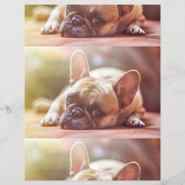 Flyer buldogue francês (Frente)