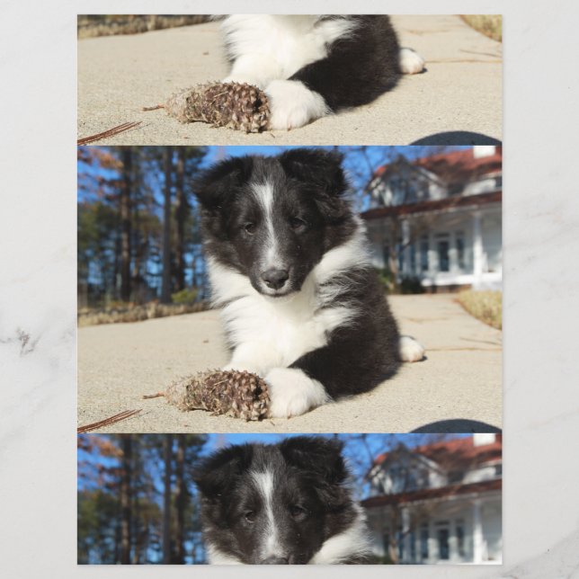 Flyer cachorro preto e branco shet shp (Frente)