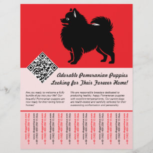 Flyer 🐾 Cachorros Premium Pomerânia Disponíveis Agora v