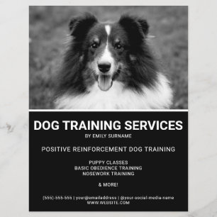 Flyer Cão de Ovelha Shetland Preto e Branco Foto Treinad