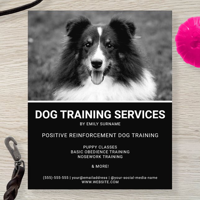 Flyer Cão de Ovelha Shetland Preto e Branco Foto Treinad (Criador carregado)