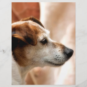 FLYER CÃO DE RUSSELL TERRIER DO JAQUE