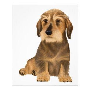 Flyer Cão Sentado de Dachshund Com Cabelo Frio