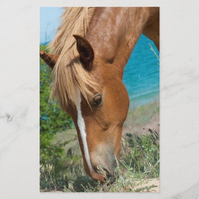 Flyer Cavalo (Frente)