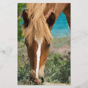 Flyer Cavalo