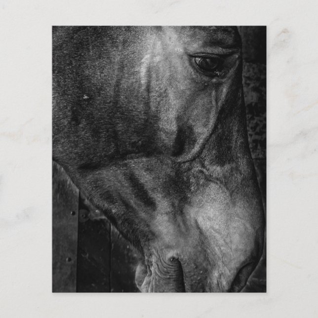 Flyer Cavalo | Canvas equestre (Frente)